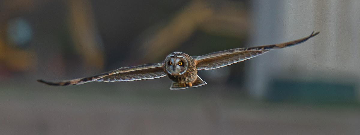 Short-eared Owl - ML646175454