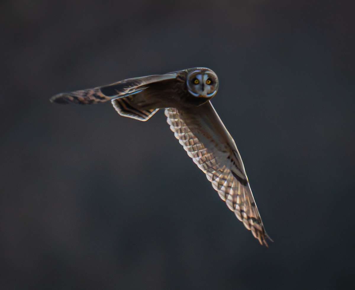 Short-eared Owl - ML646175455