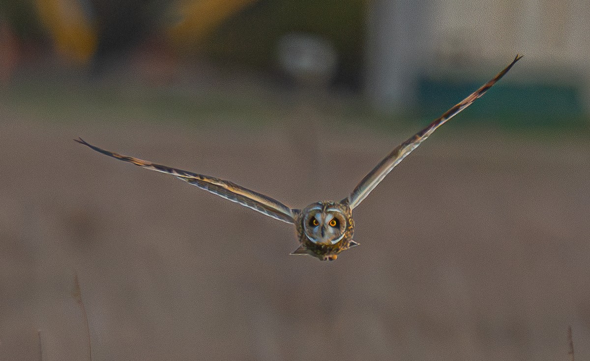 Short-eared Owl - ML646175456