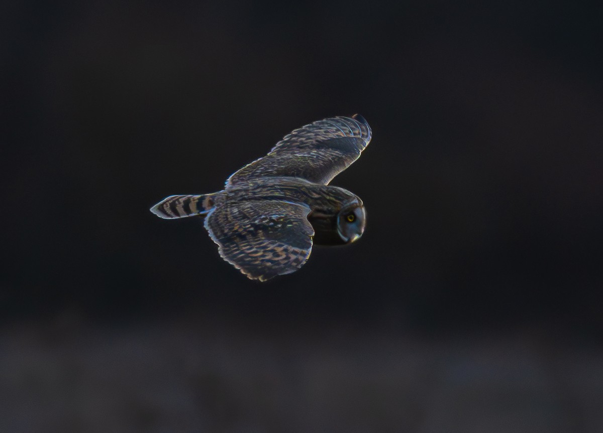 Short-eared Owl - ML646175457