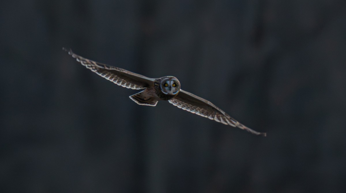 Short-eared Owl - ML646175458