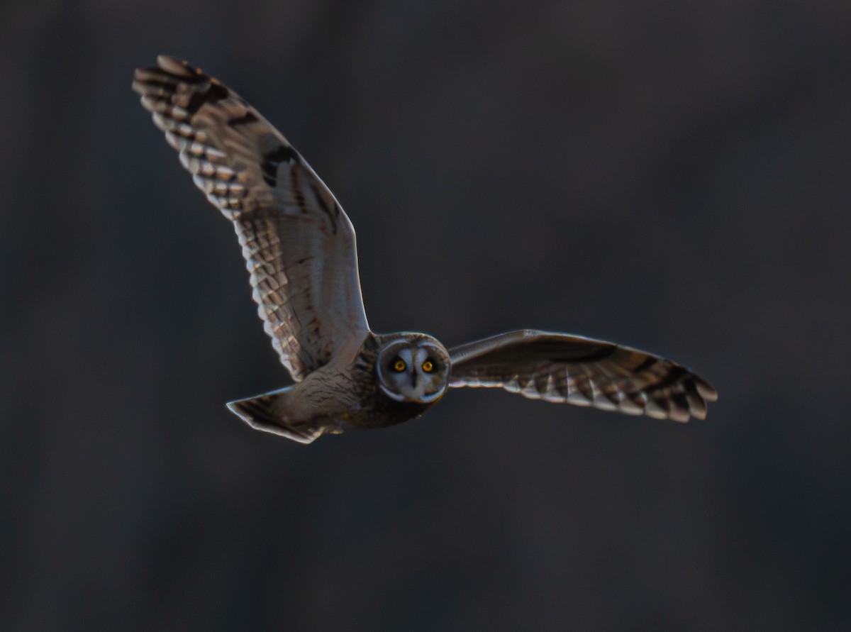 Short-eared Owl - ML646175459