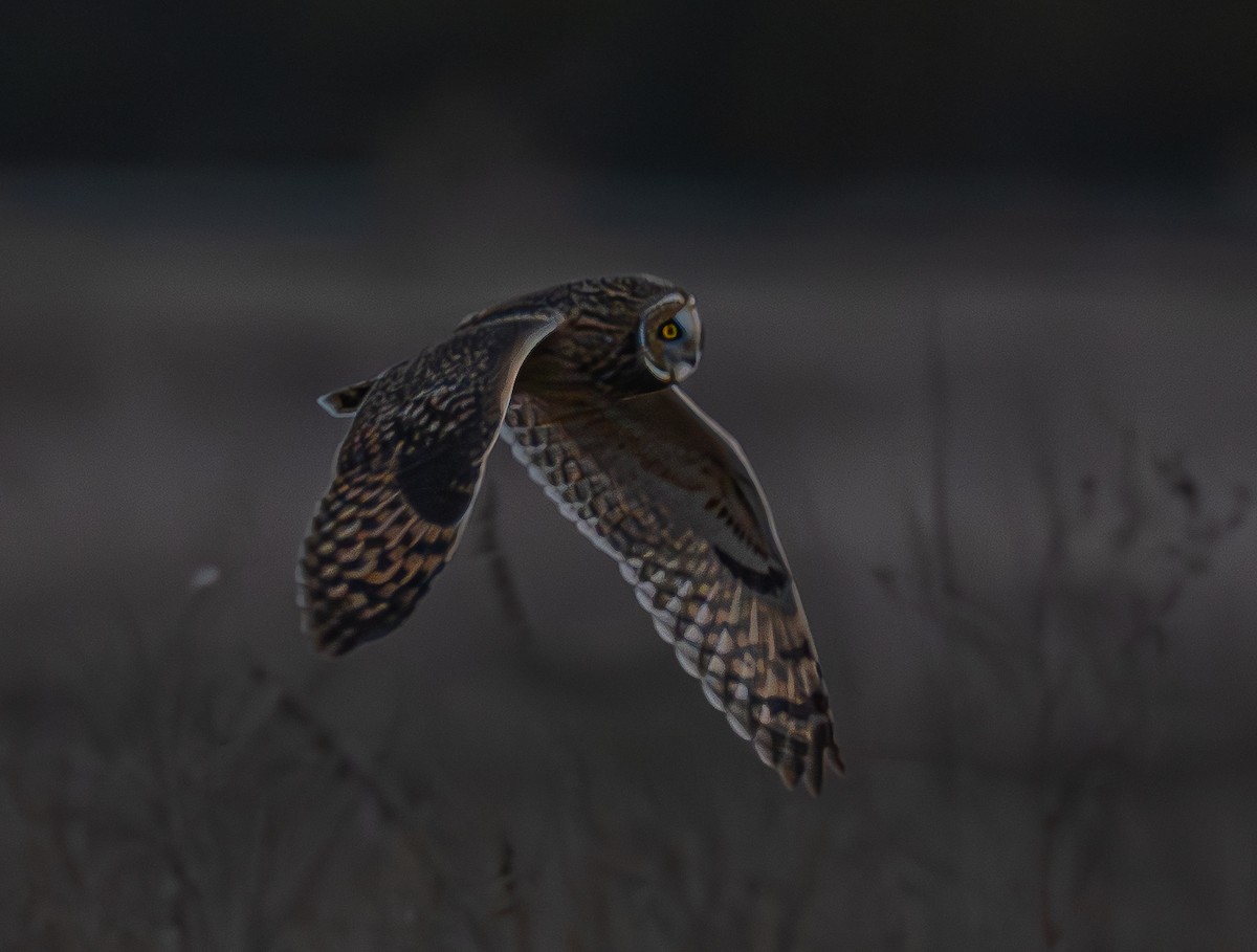 Short-eared Owl - ML646175460