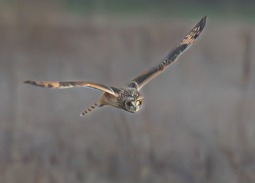 Short-eared Owl - ML646175461