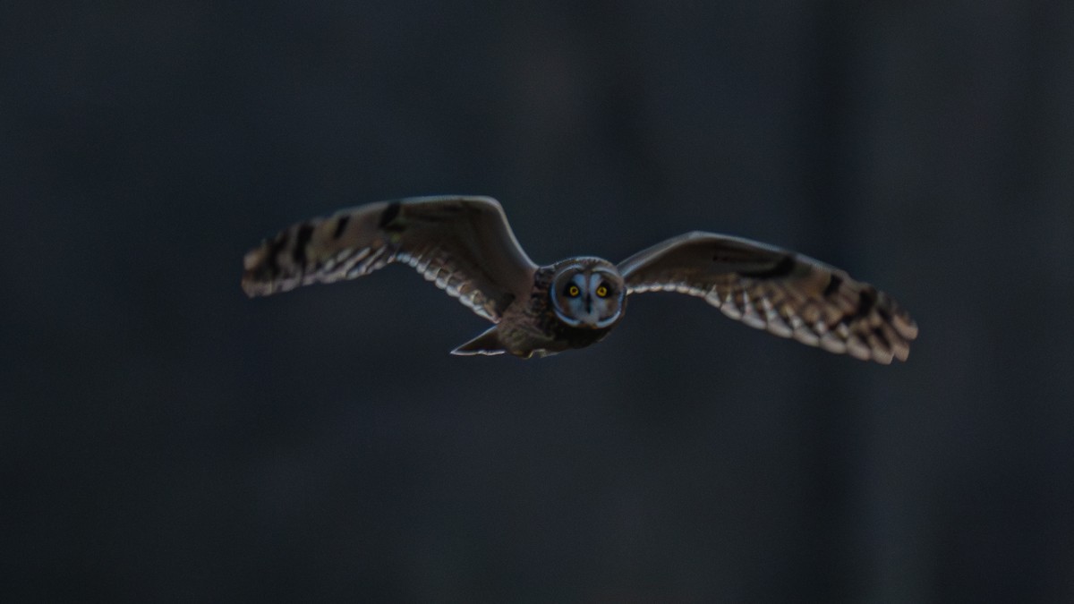 Short-eared Owl - ML646175462