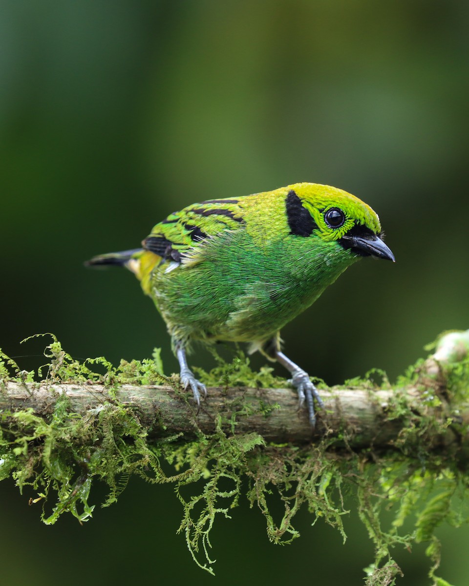 Emerald Tanager - ML646175464