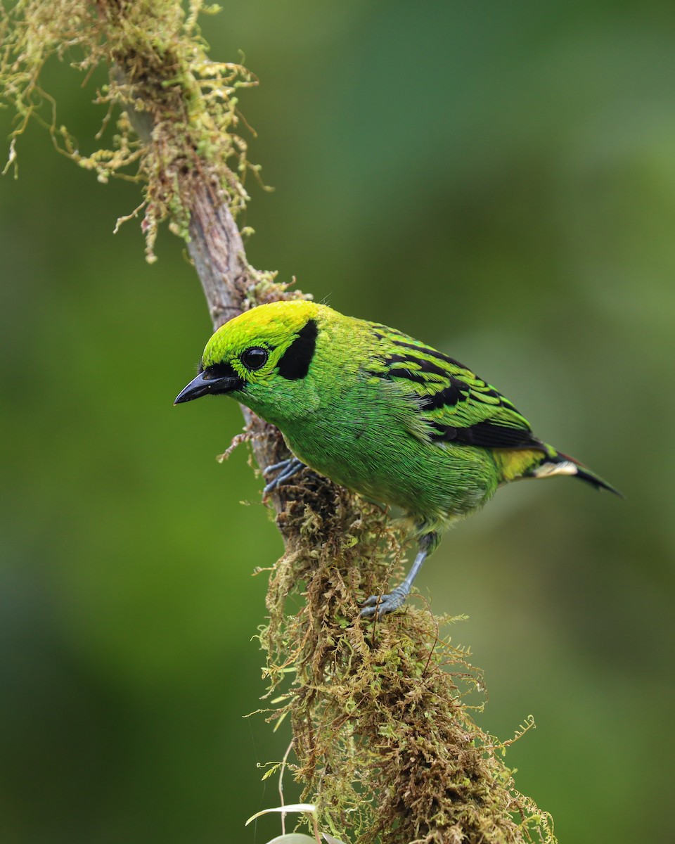 Emerald Tanager - ML646175465