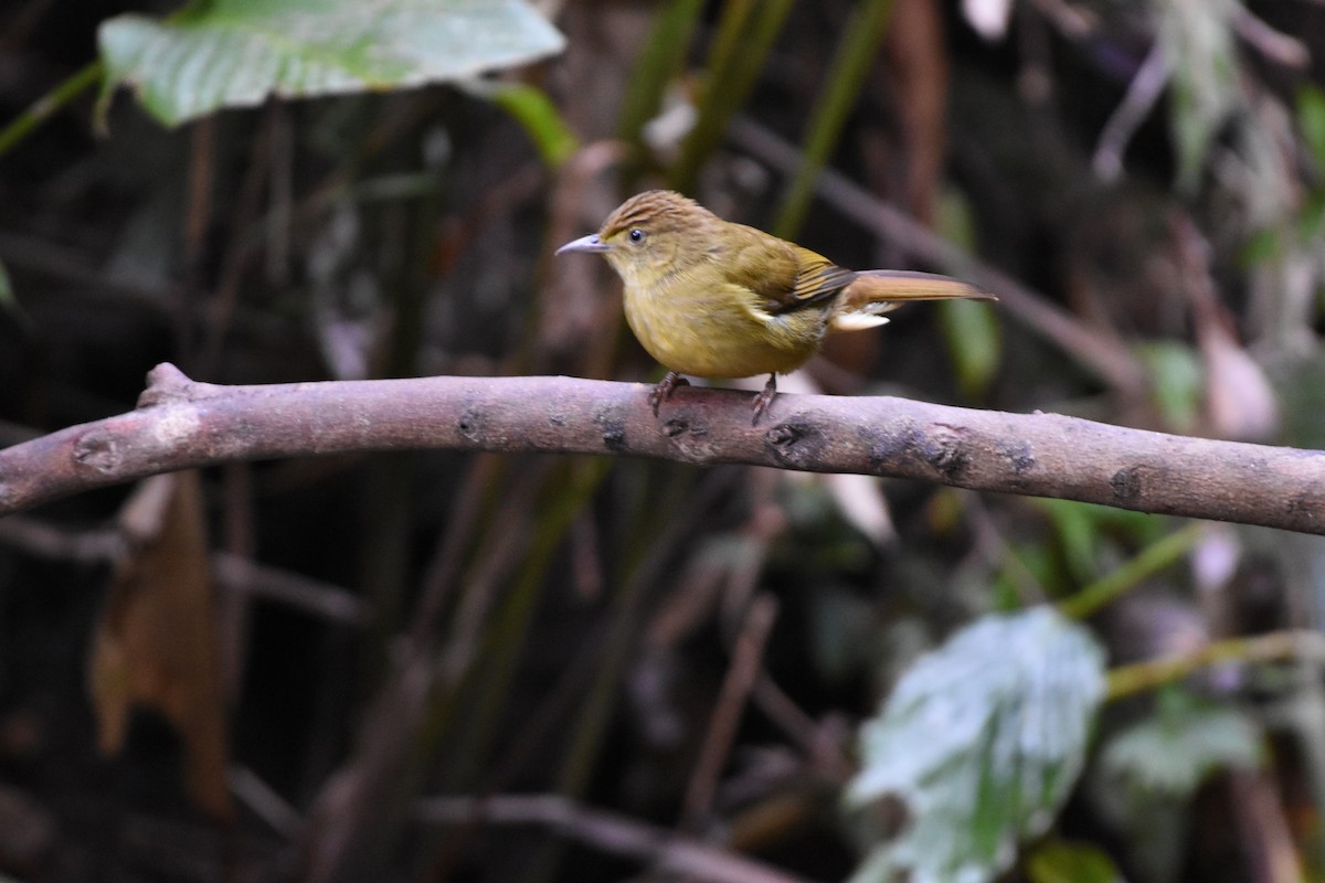 Cachar Bulbul - ML646175472