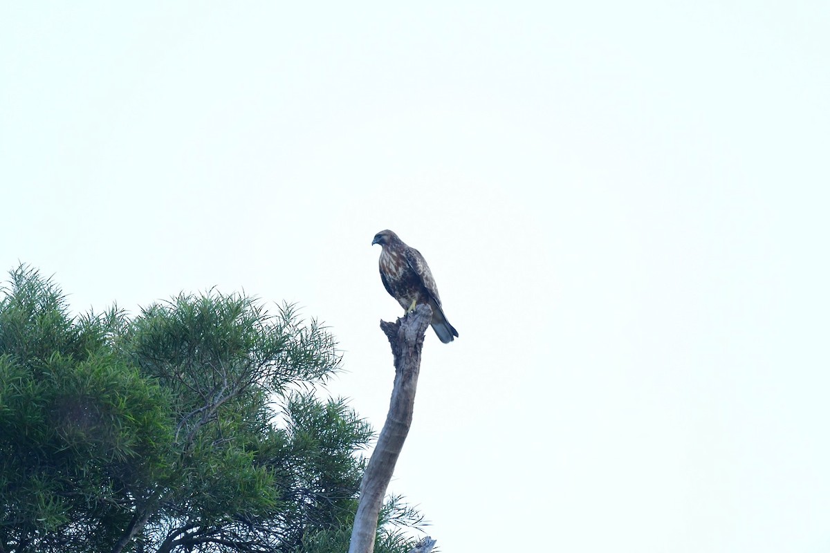 Eastern Buzzard - ML646175473