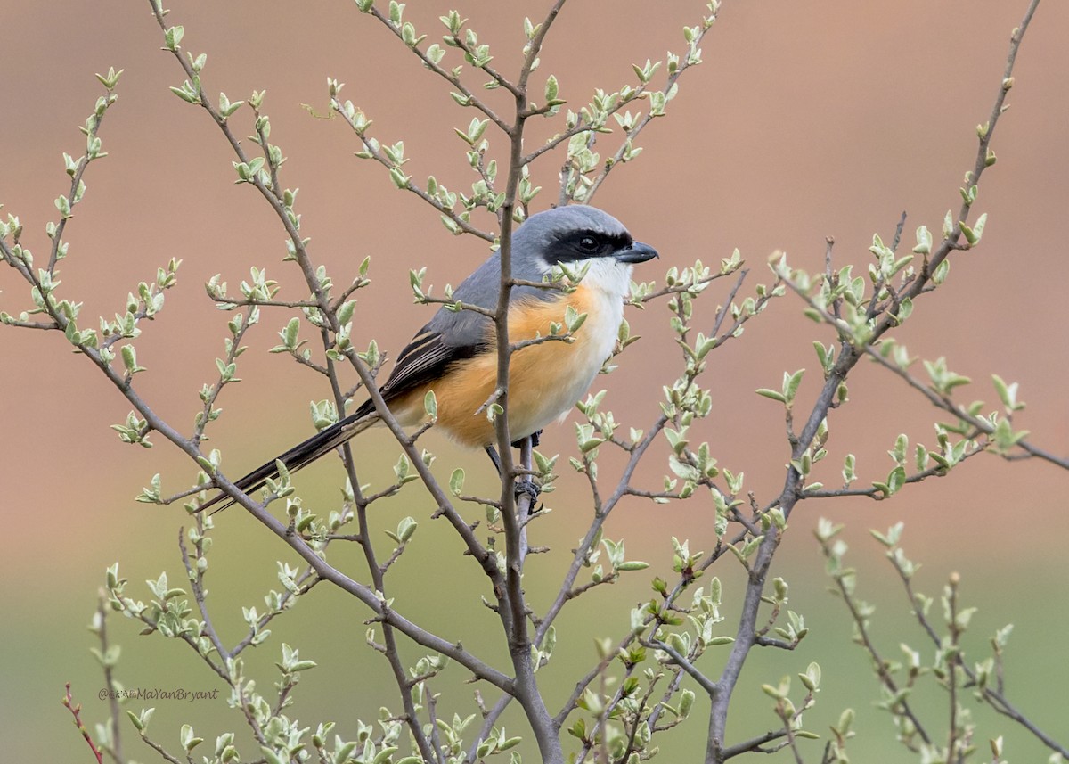 Gray-backed Shrike - ML646175487