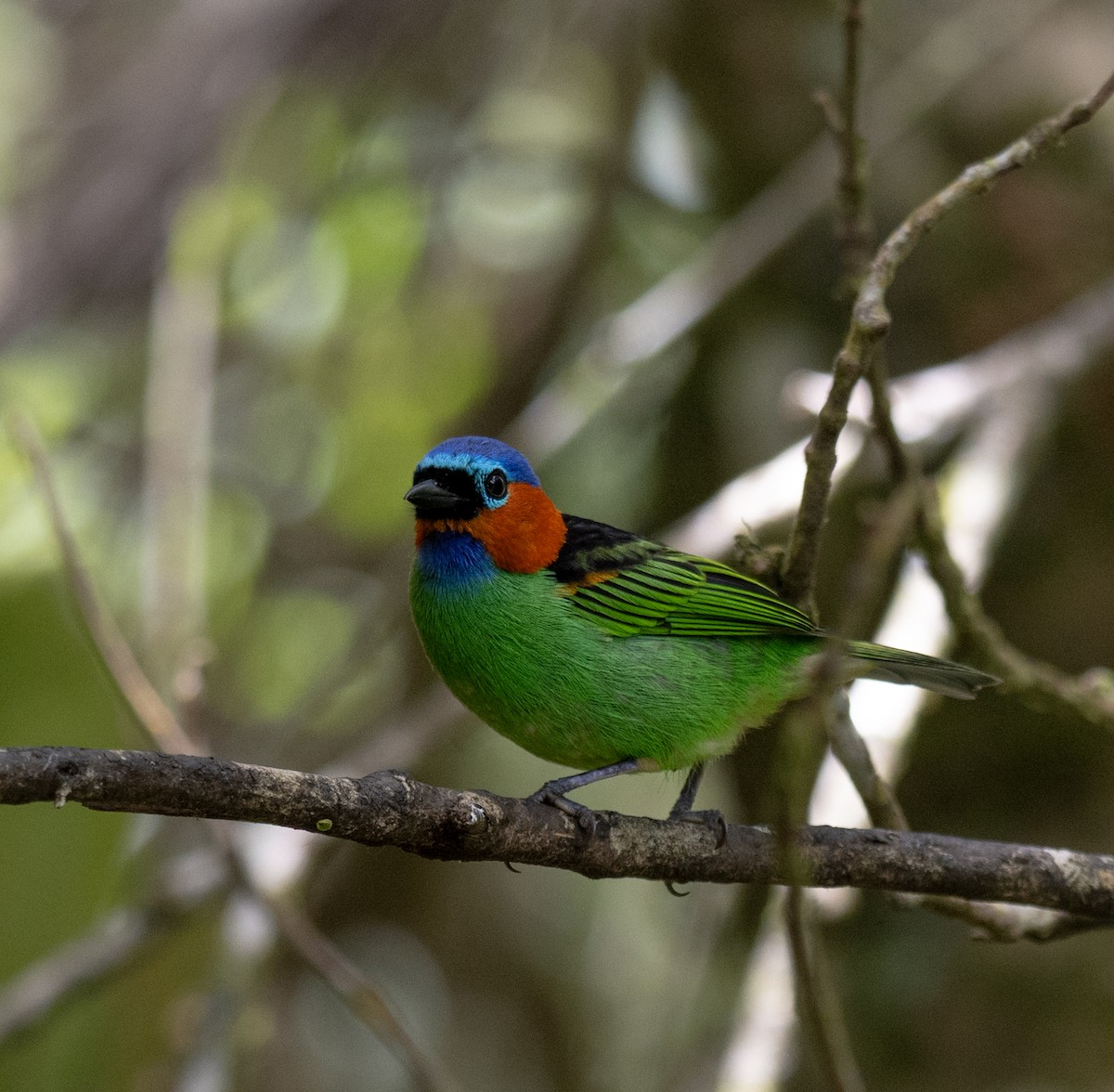 Red-necked Tanager - ML646175490