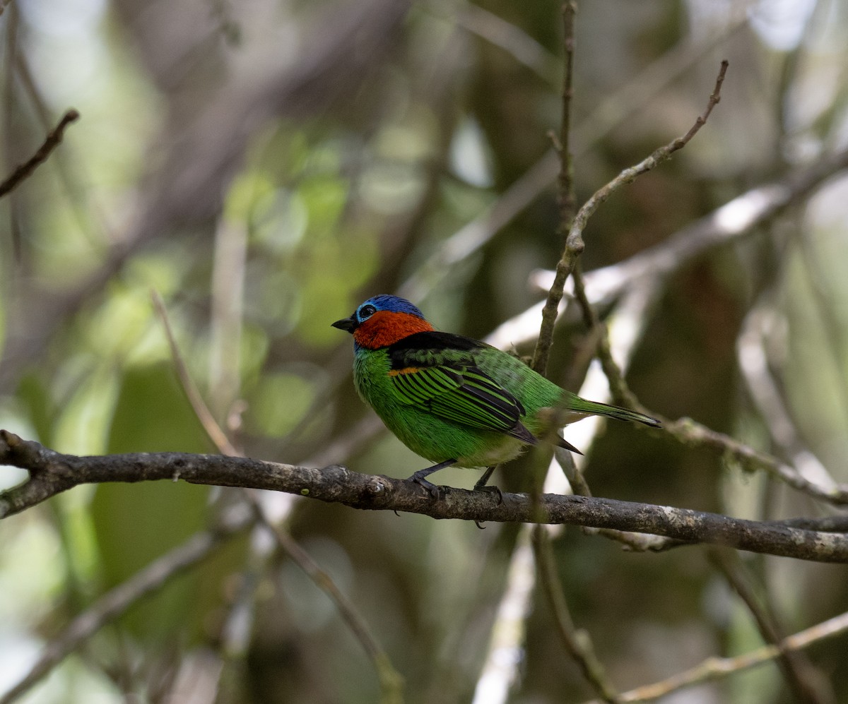 Red-necked Tanager - ML646175491