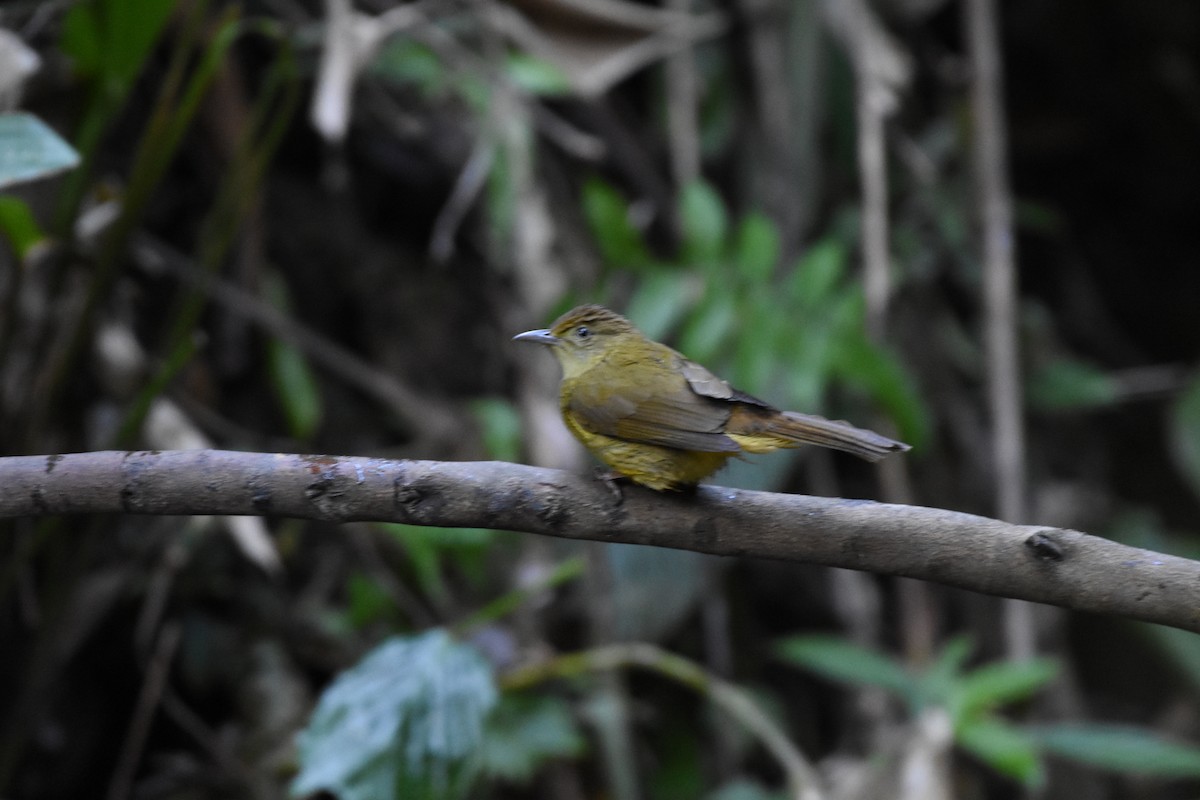 Cachar Bulbul - ML646175496