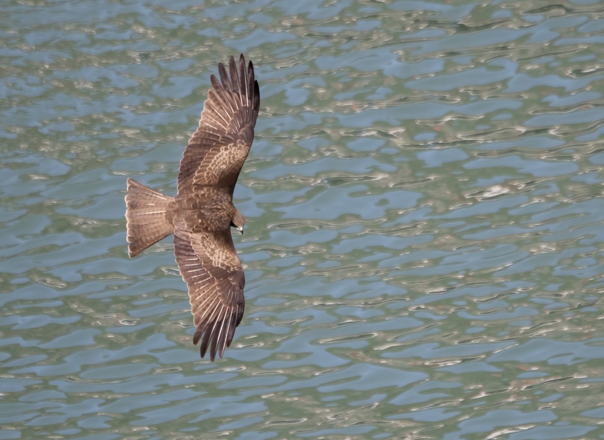 Black Kite (Black-eared) - ML646175499