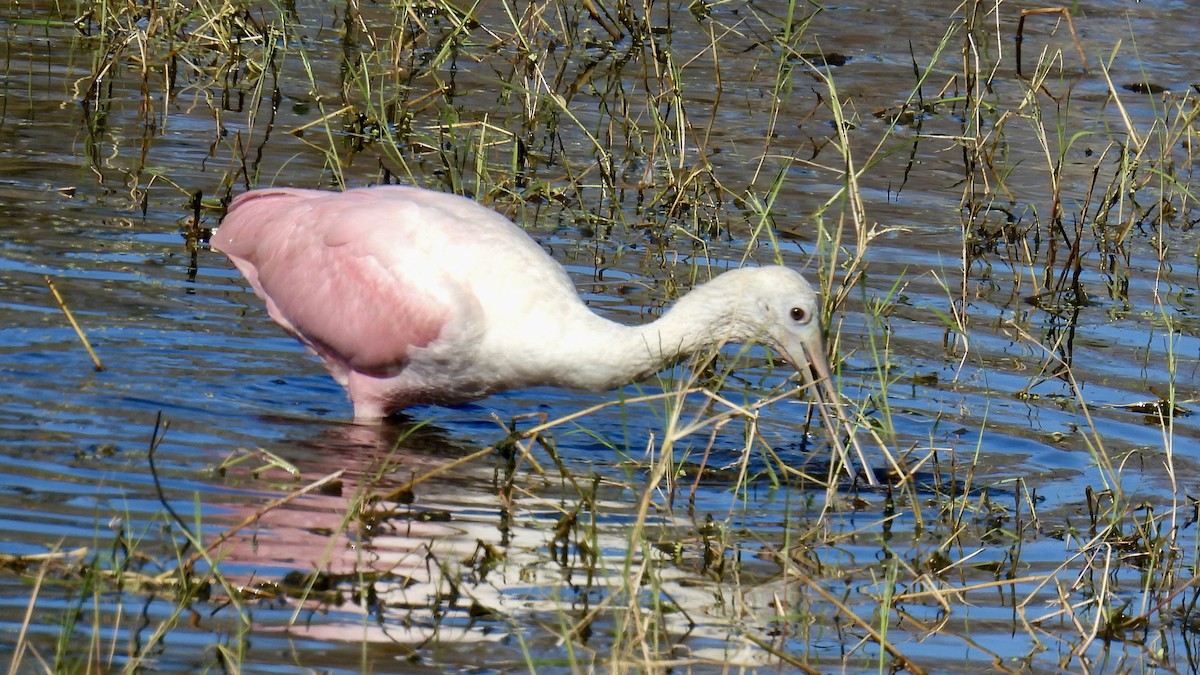 Roseate Spoonbill - ML646175584