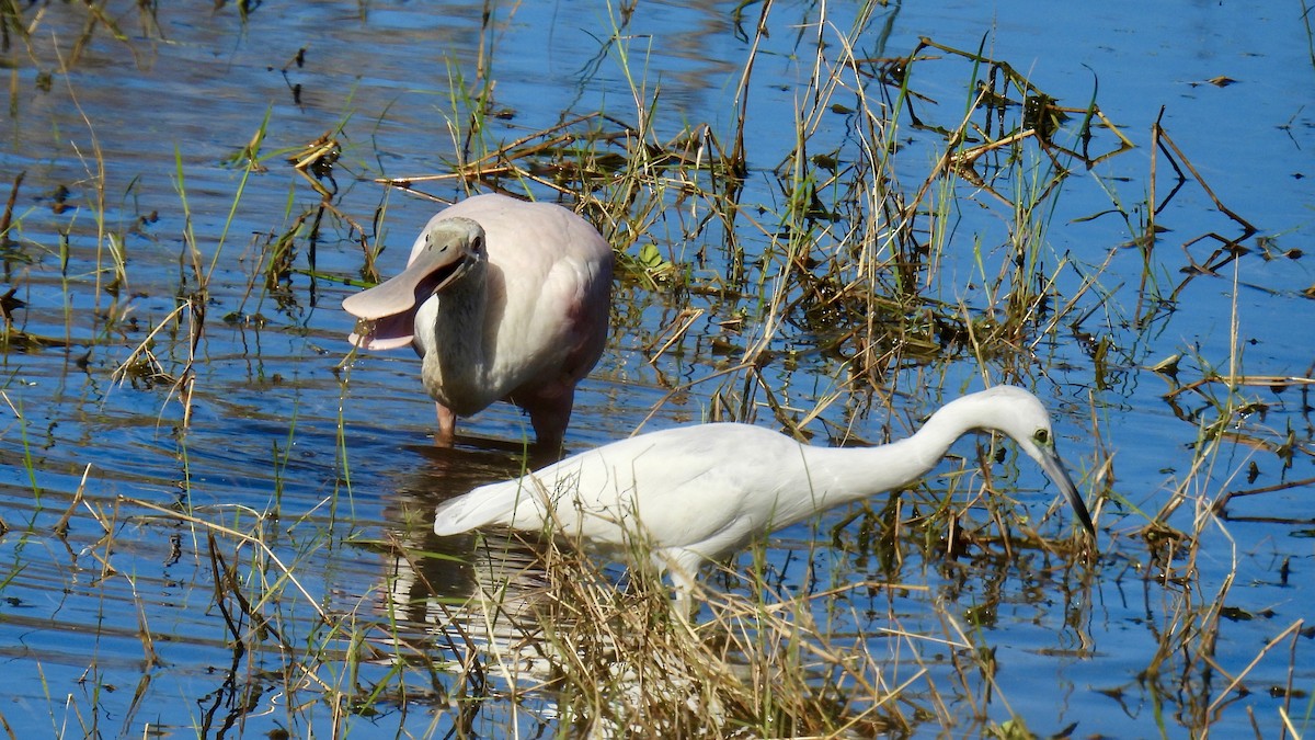 Roseate Spoonbill - ML646175585