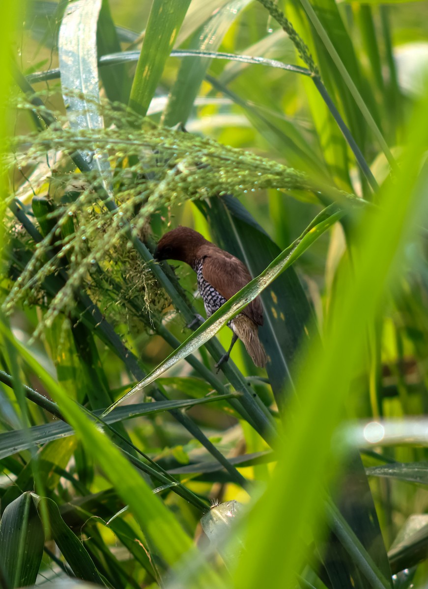 Scaly-breasted Munia - ML646175587