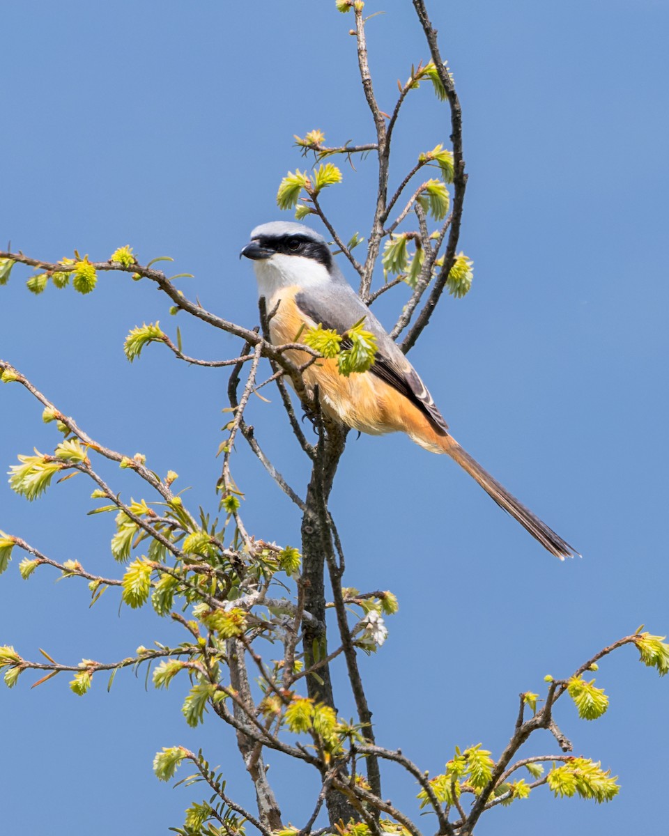 Gray-backed Shrike - ML646175588