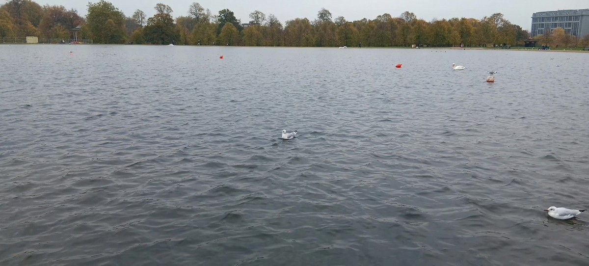 Common Gull (European) - ML646175591