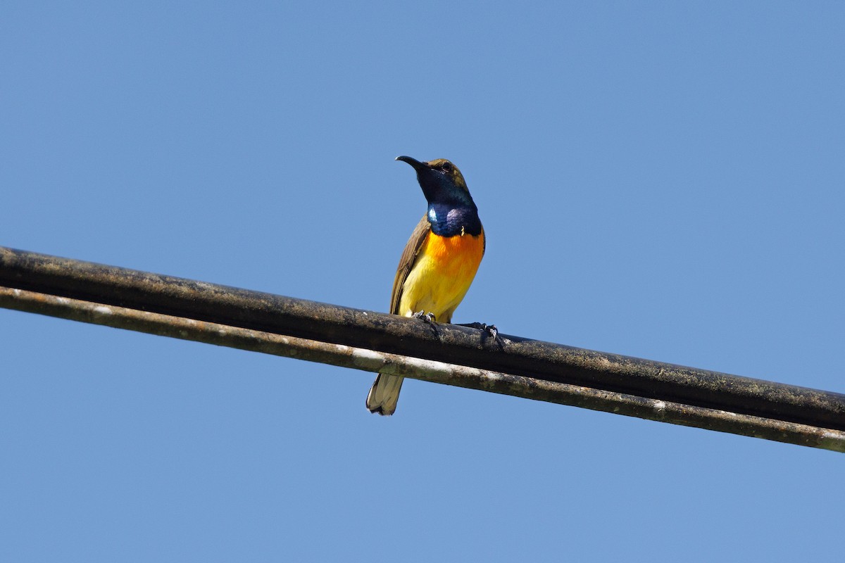 Suimanga de Palawan - ML646175603