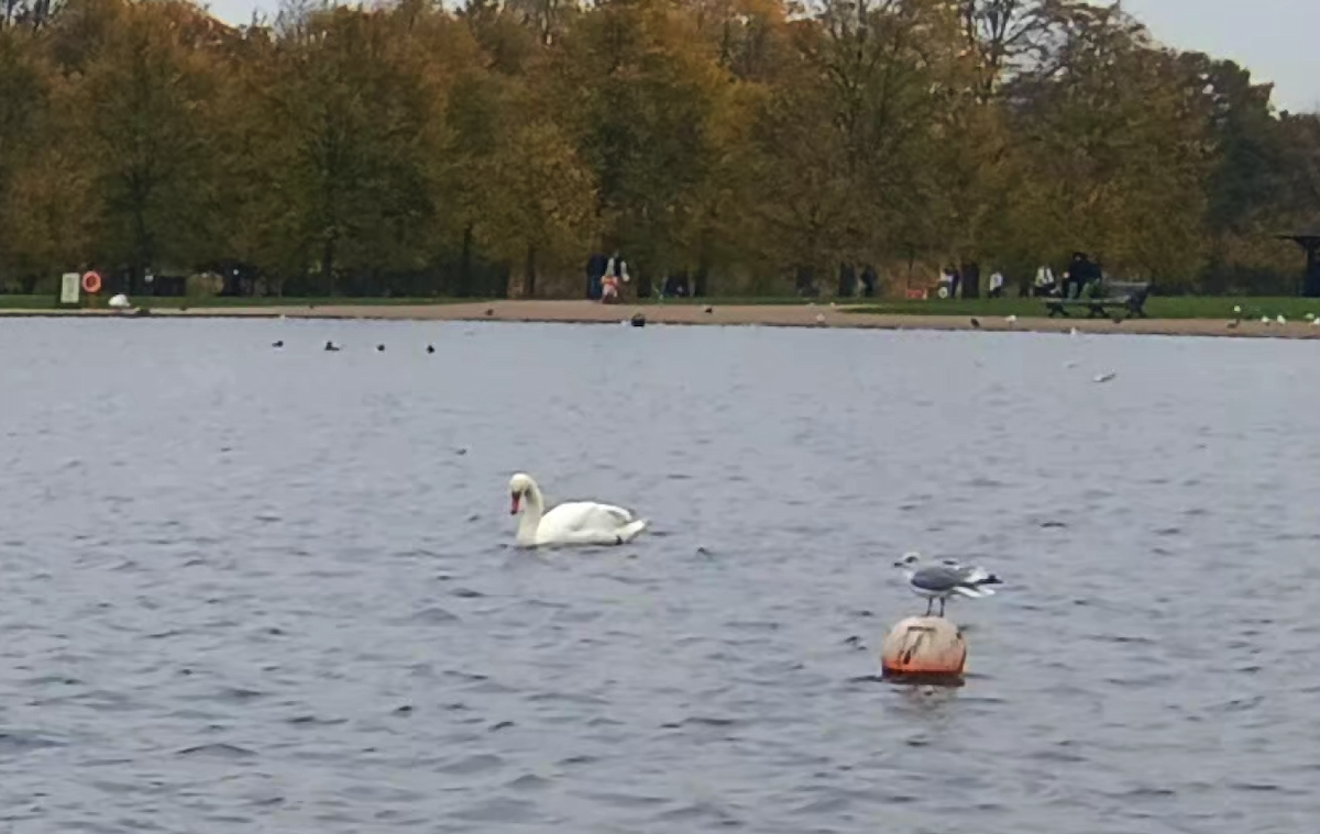 Mute Swan - ML646175606