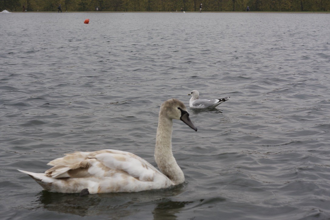 Mute Swan - ML646175607