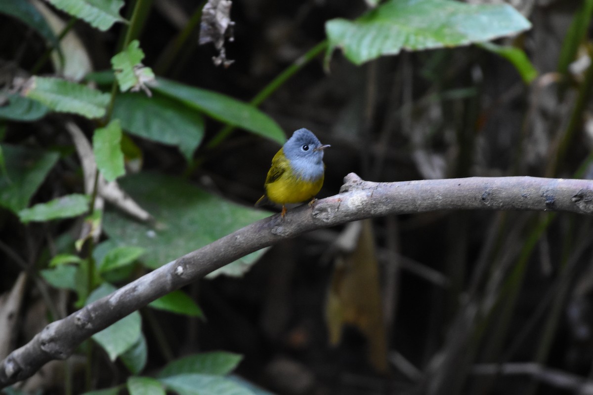 gråhodefluejeger - ML646175608