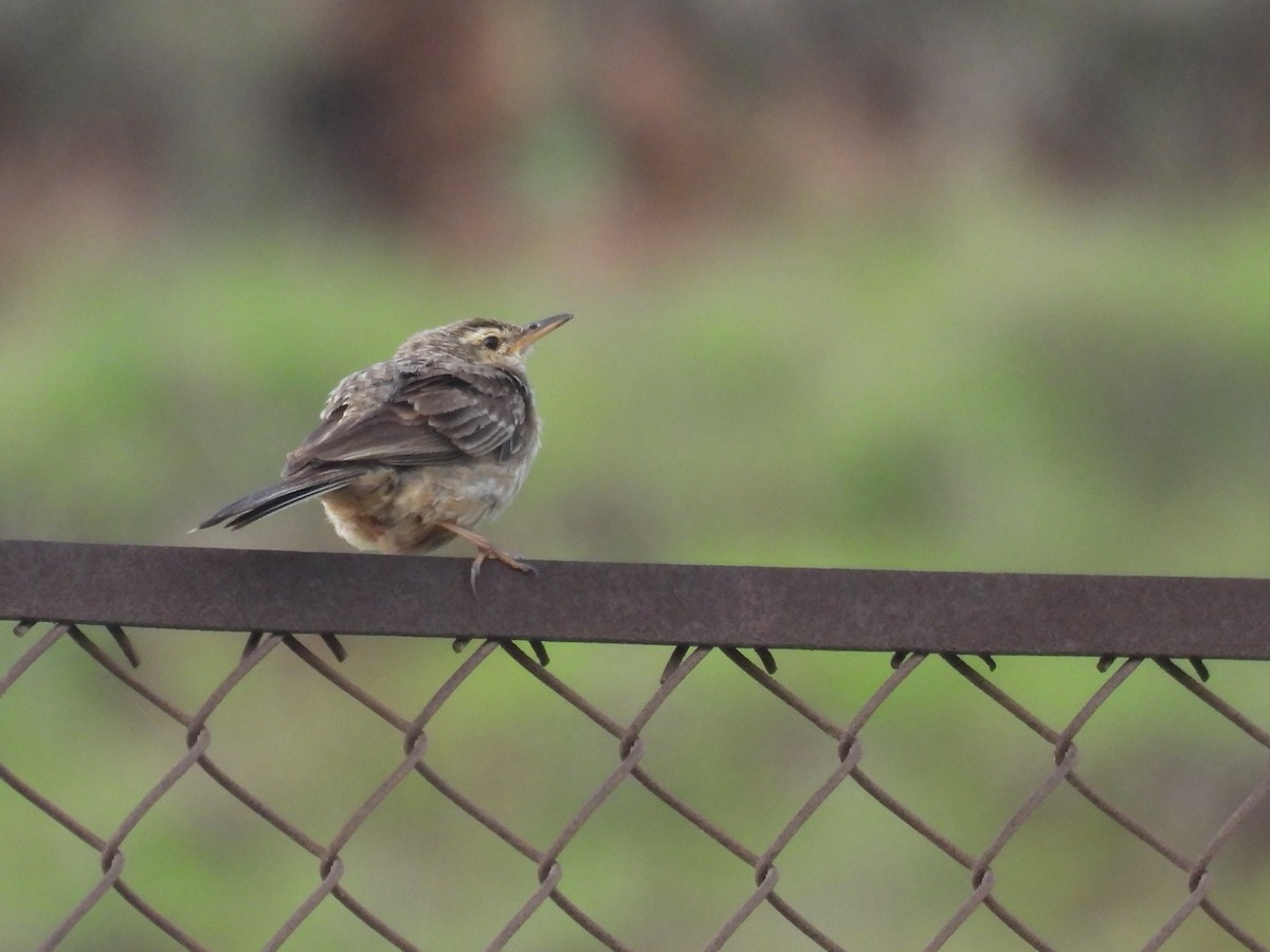 Long-billed Pipit - ML646175610