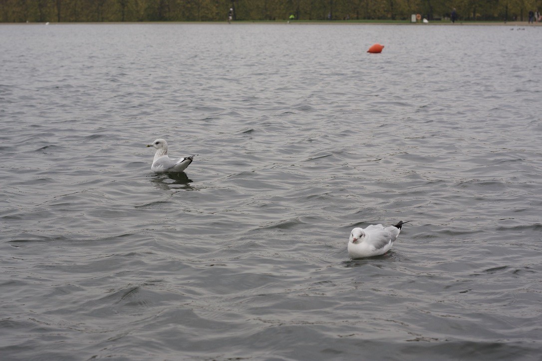 Common Gull (European) - ML646175615