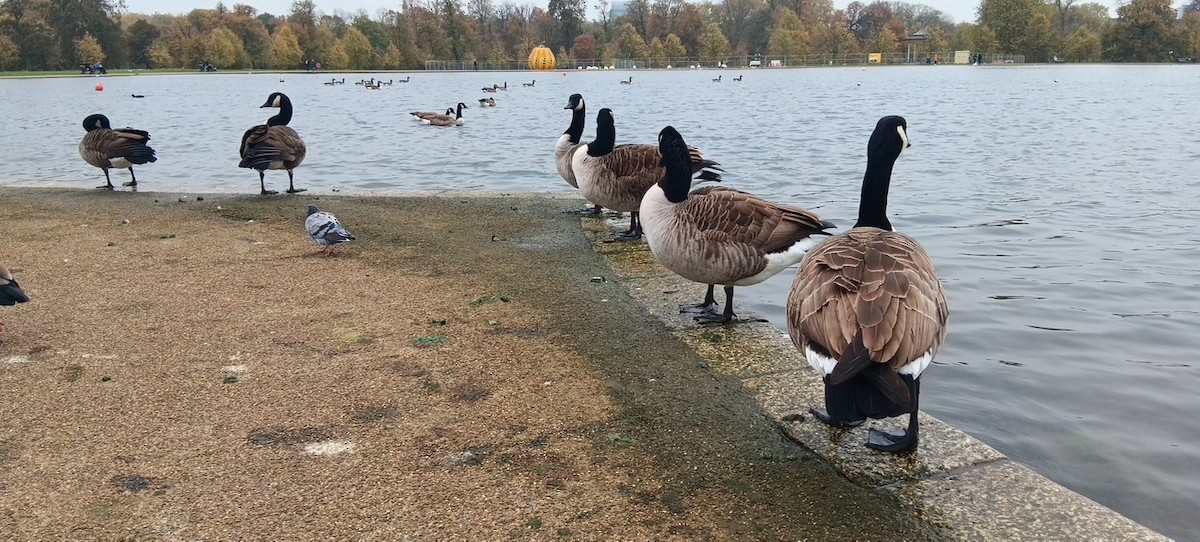 Branta kanadar handia - ML646175619