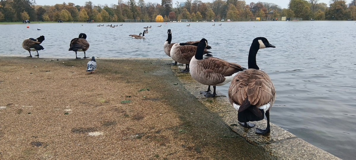 Branta kanadar handia - ML646175620