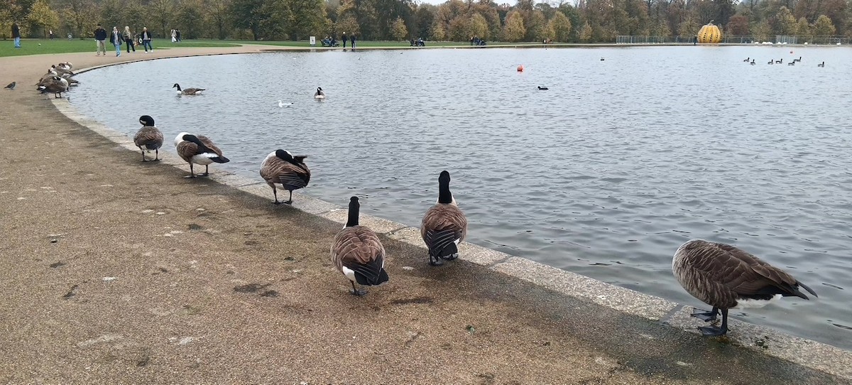 Branta kanadar handia - ML646175621