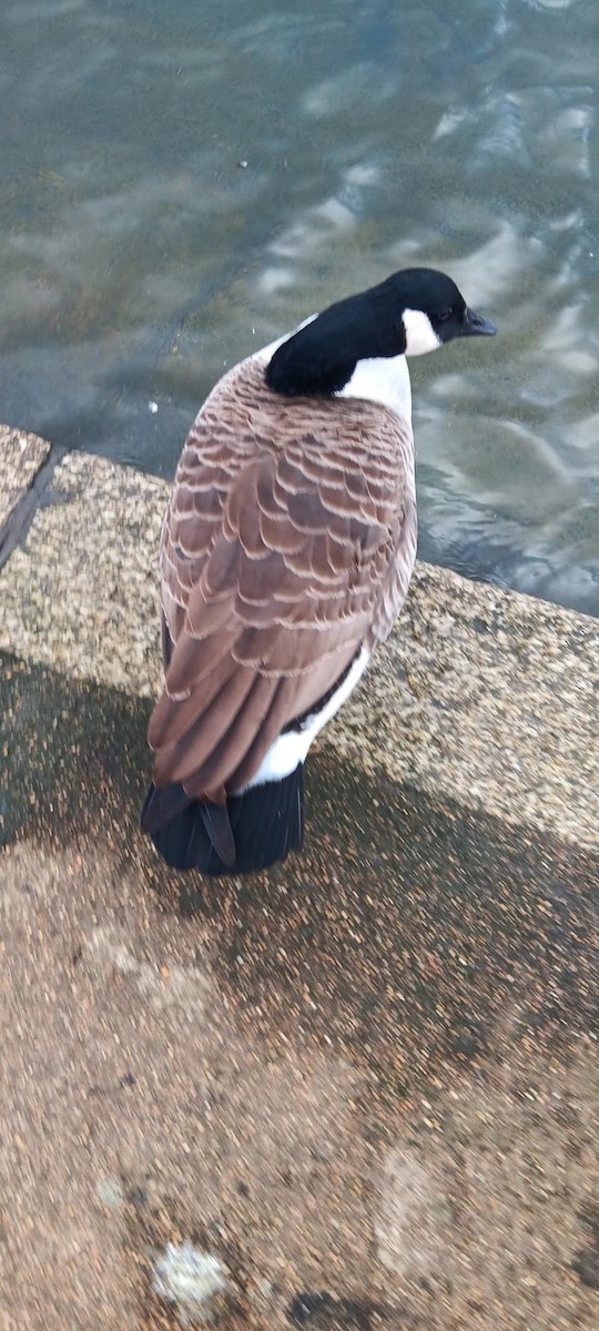 Branta kanadar handia - ML646175625