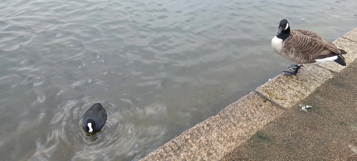 Branta kanadar handia - ML646175626