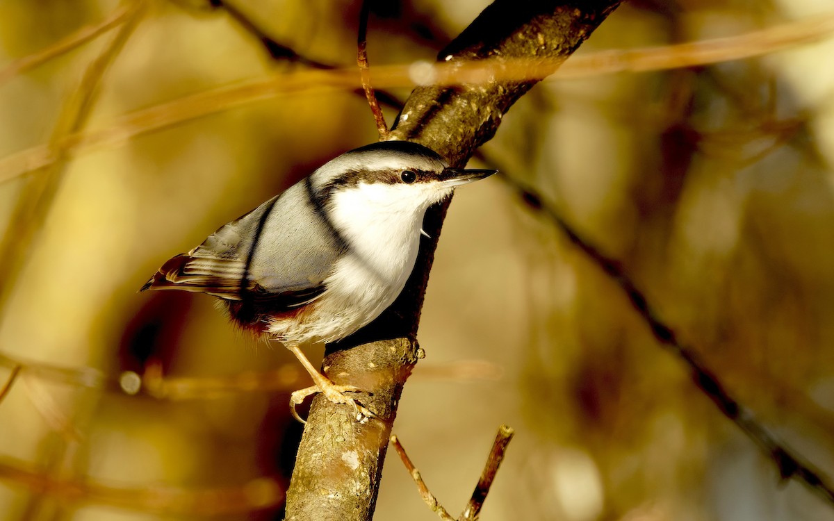 סיטה אירופית - ML646175627