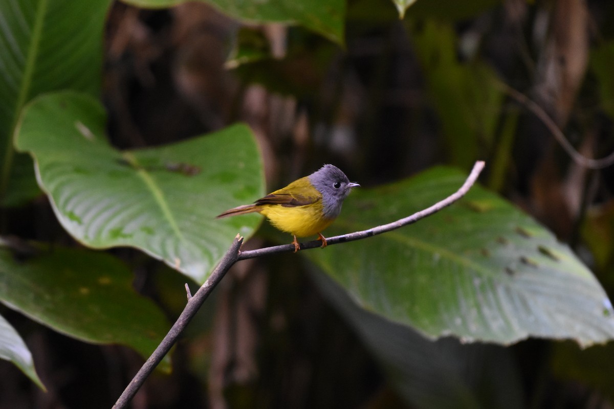 gråhodefluejeger - ML646175629