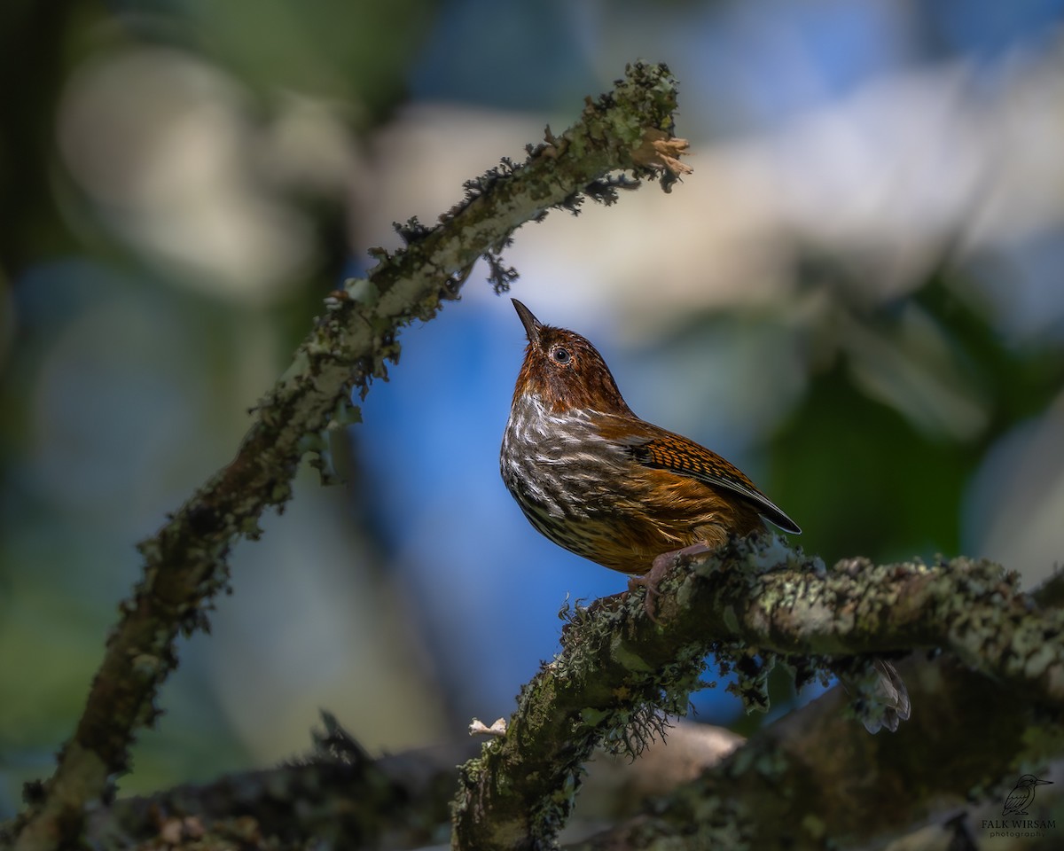 Taiwan Barwing - ML646175633