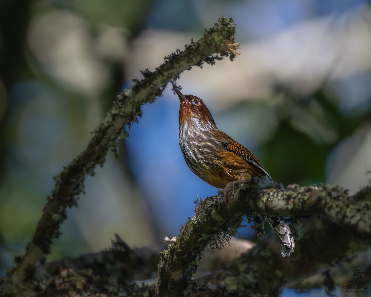 Taiwan Barwing - ML646175634