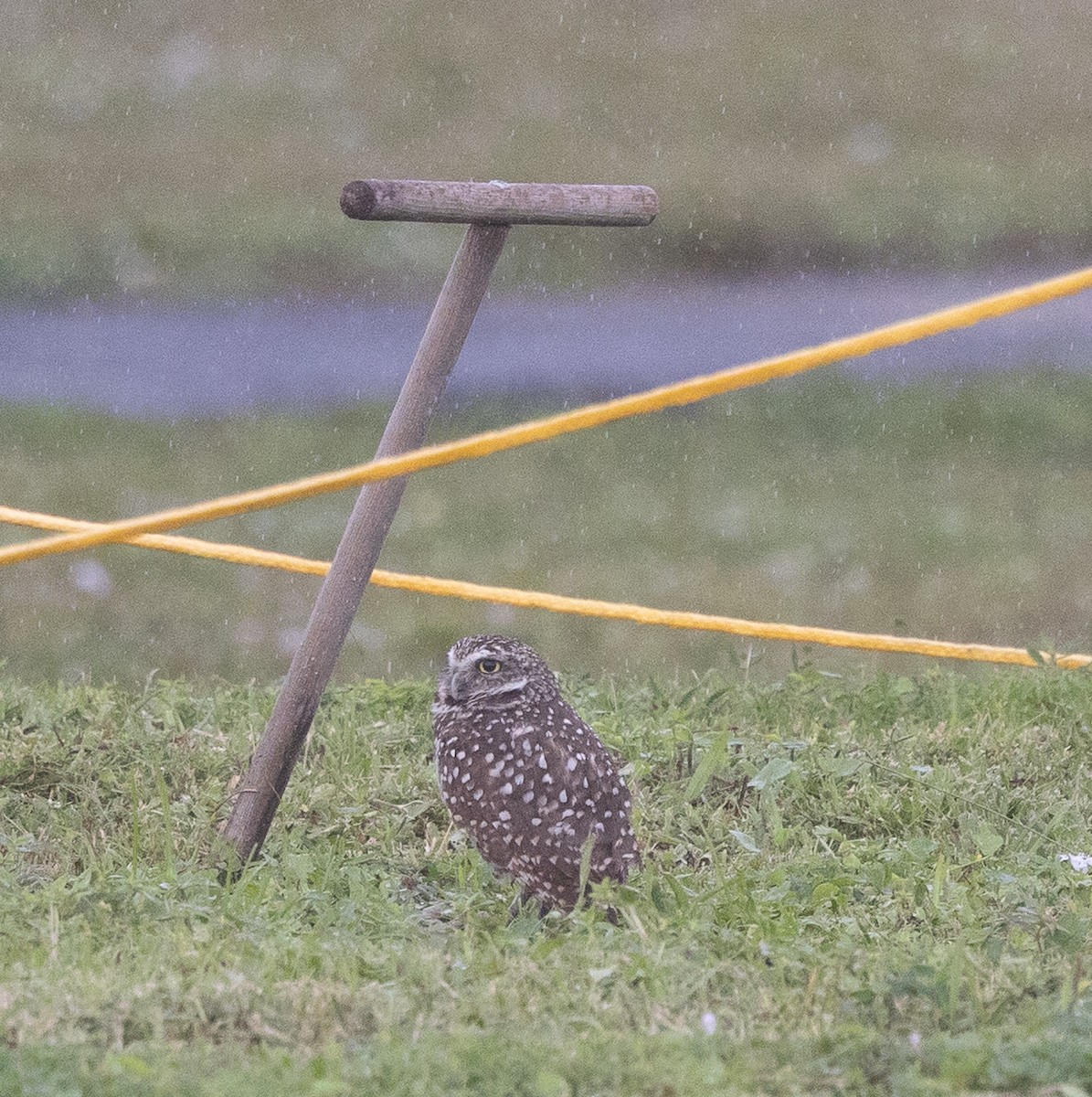 Burrowing Owl - ML646175636