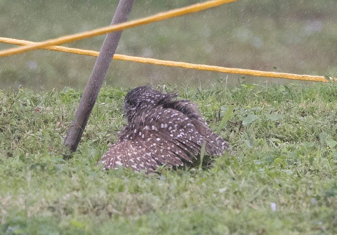 Burrowing Owl - ML646175638