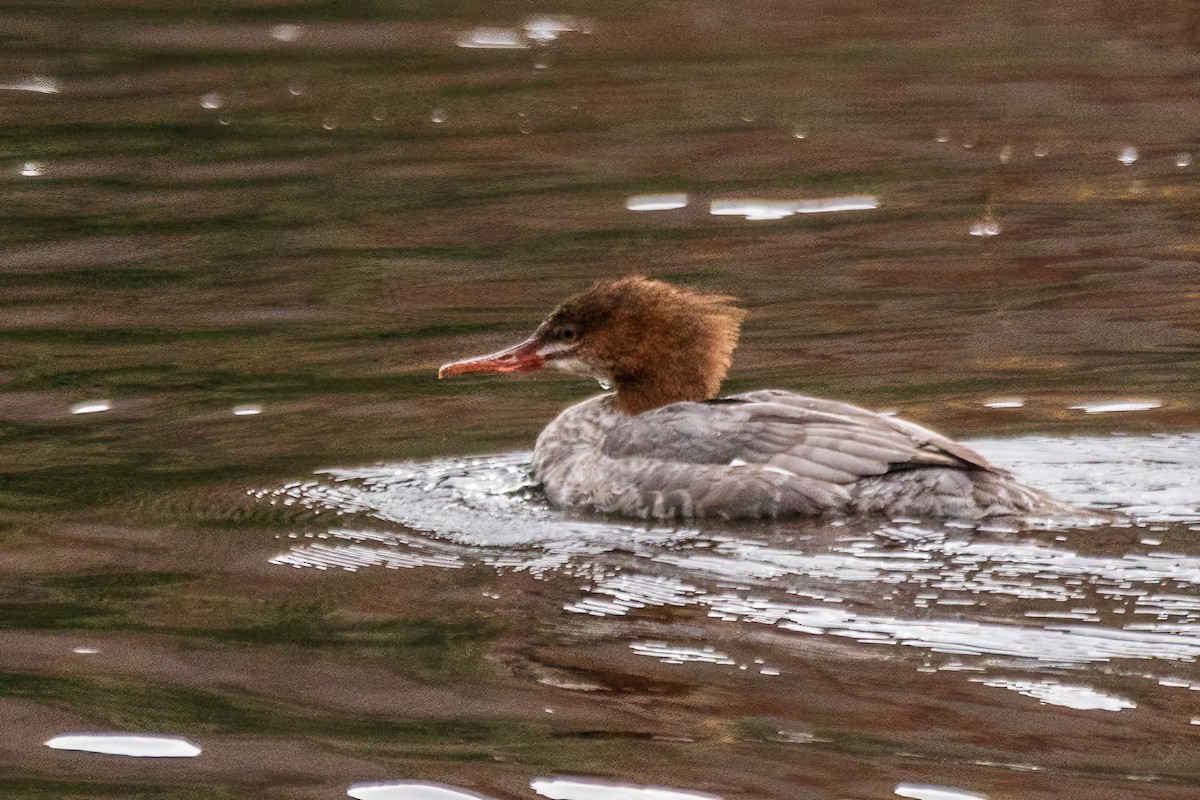 川秋沙 - ML646175644