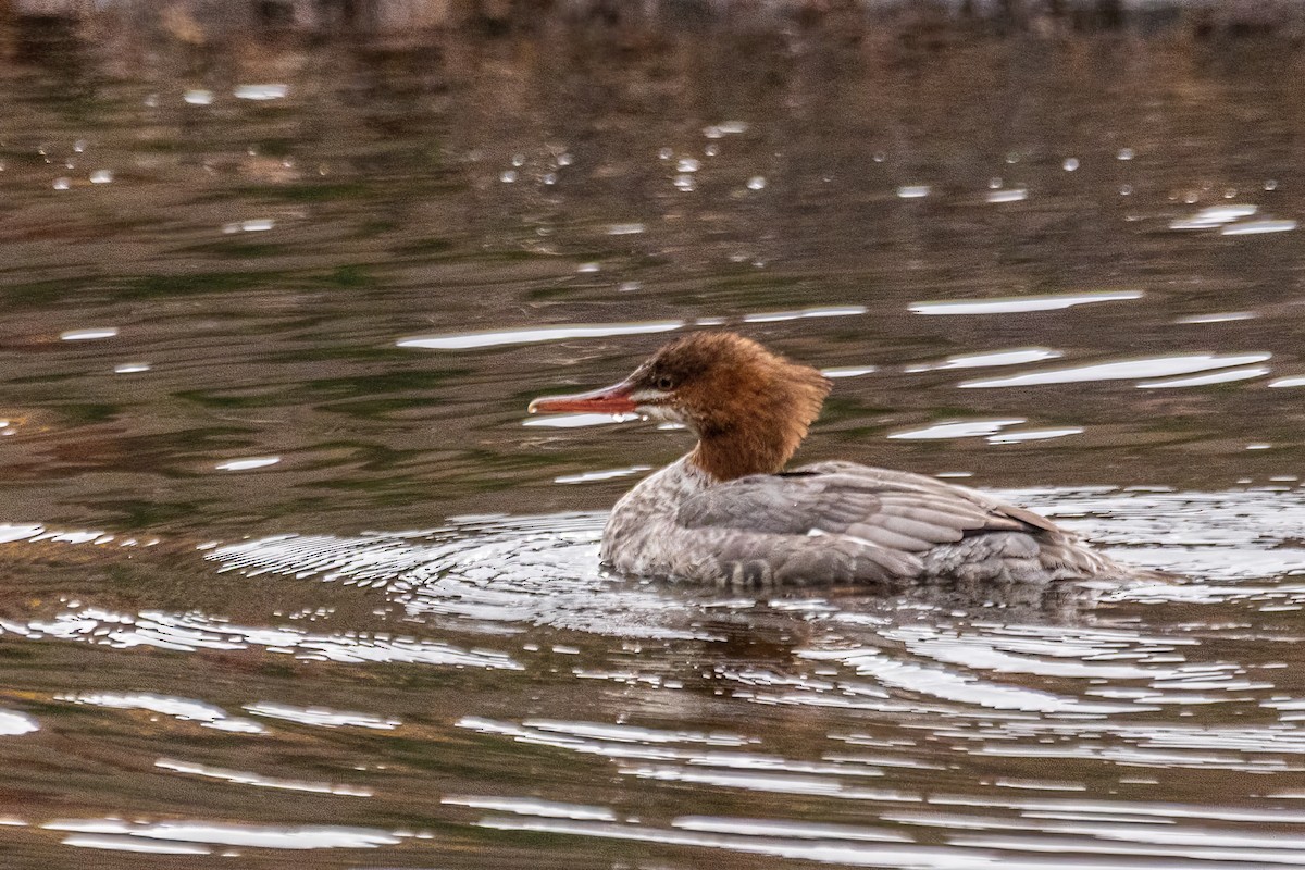 川秋沙 - ML646175645