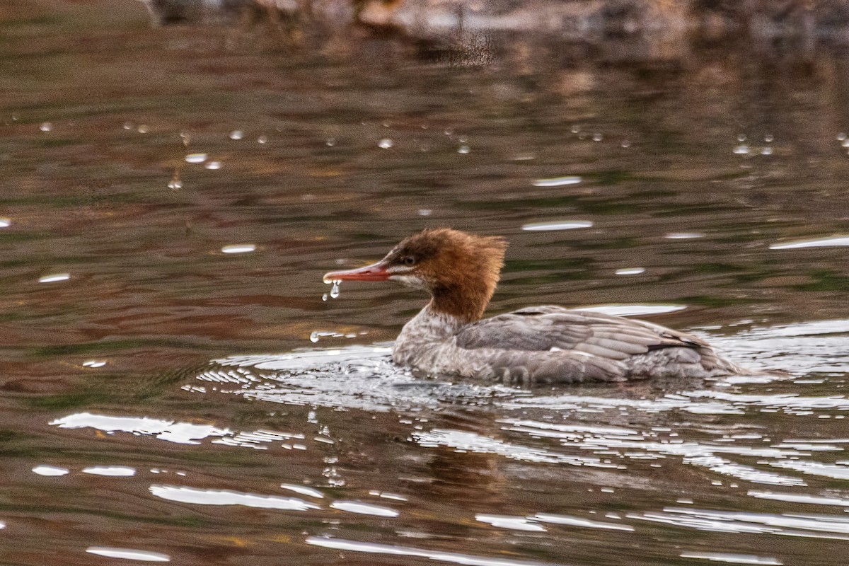 川秋沙 - ML646175646