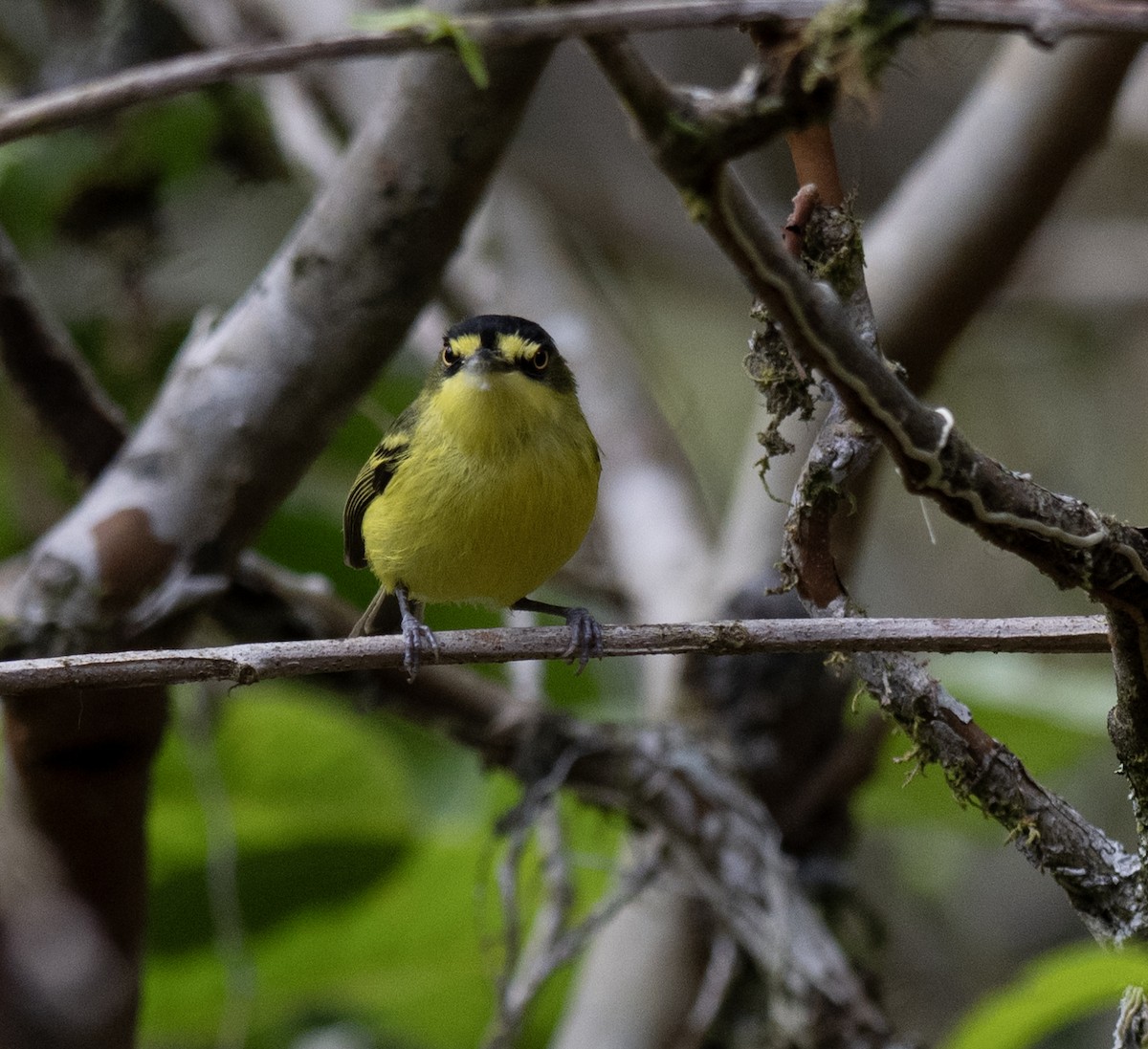 Gray-headed Tody-Flycatcher - ML646175655