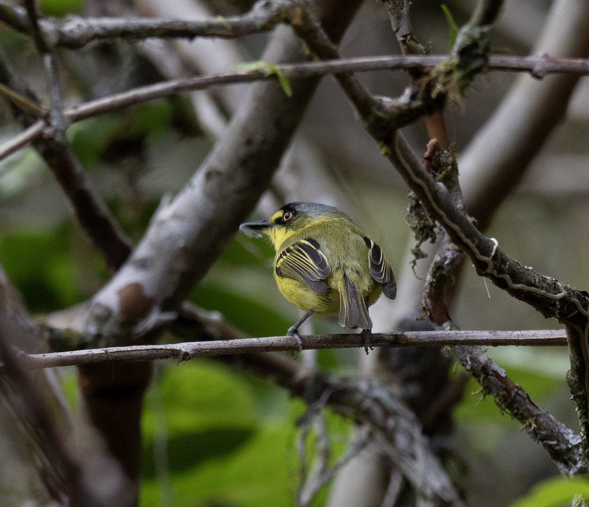 Gray-headed Tody-Flycatcher - ML646175657