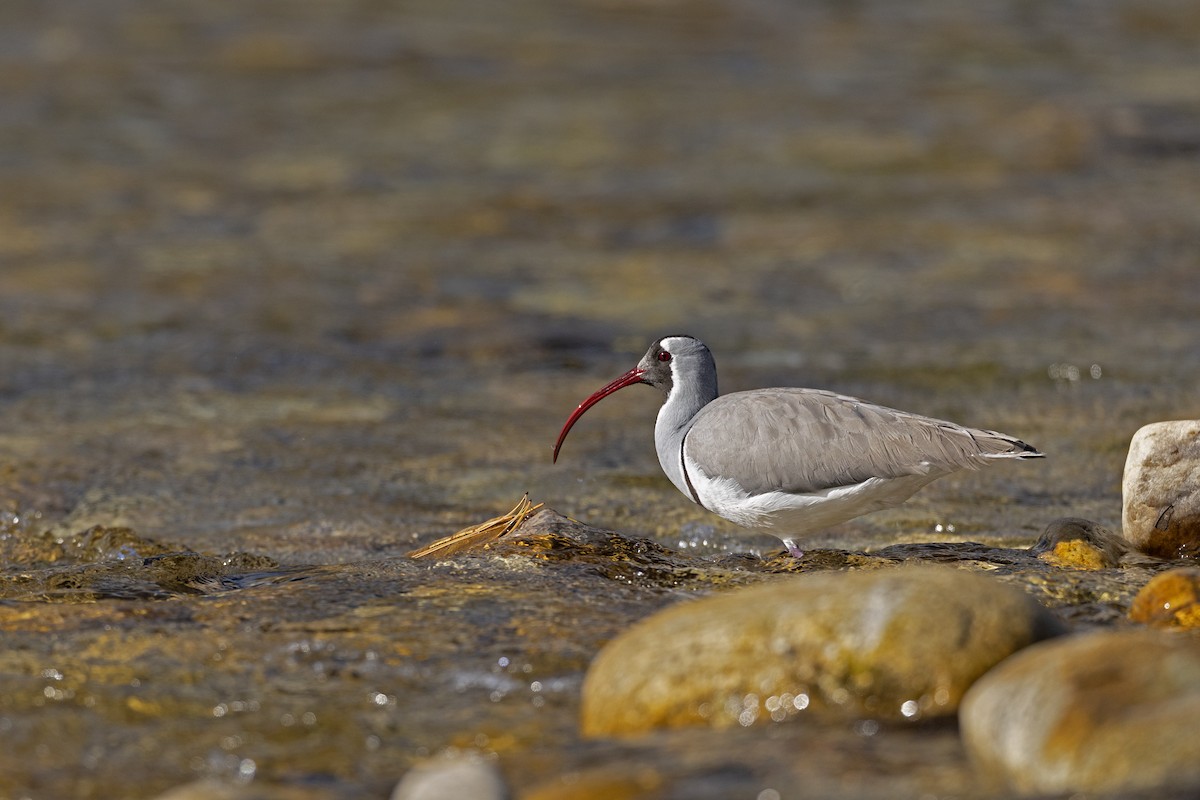 Ibisbill - ML646175660