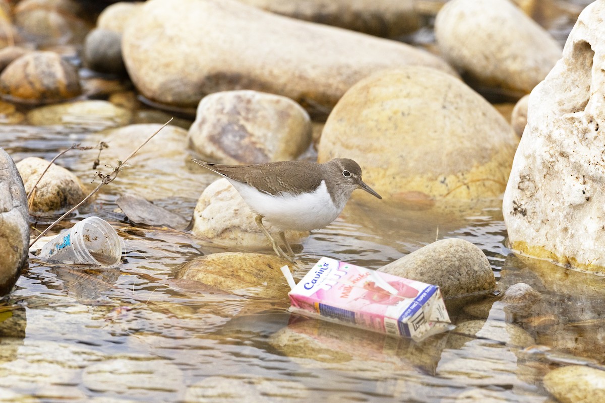 Common Sandpiper - ML646175662