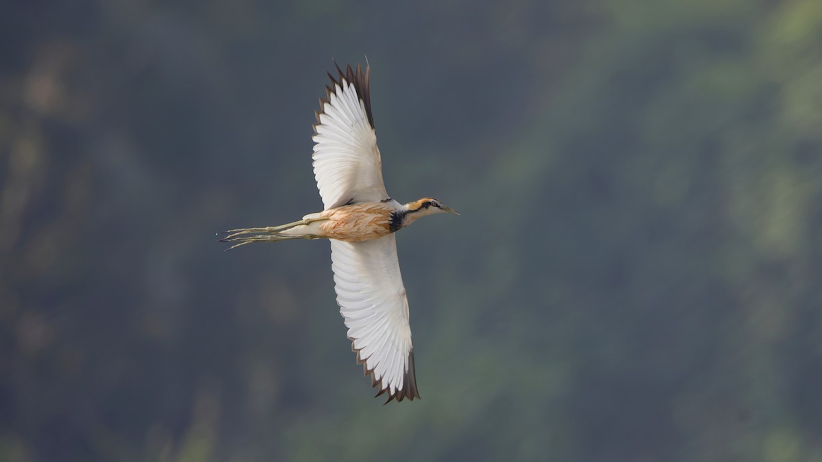 fasanbladhøne - ML646175663