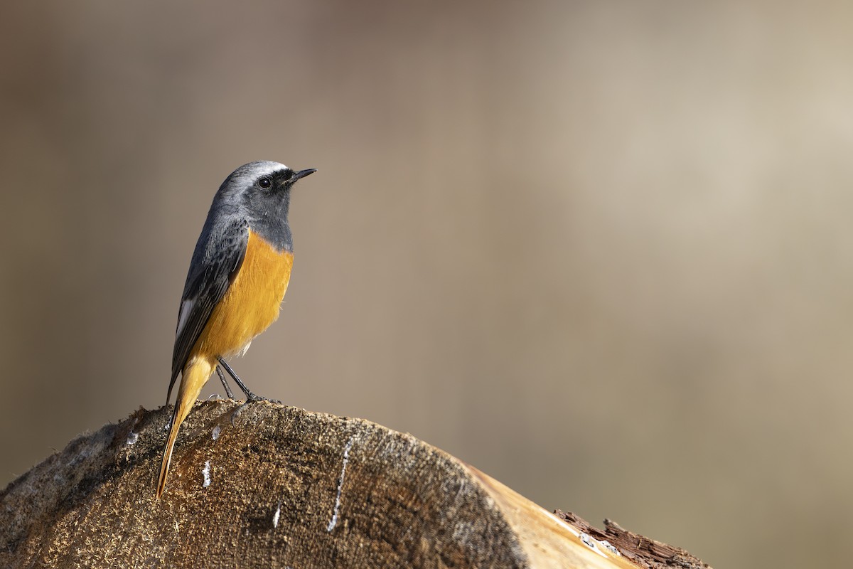 Hodgson's Redstart - ML646175665