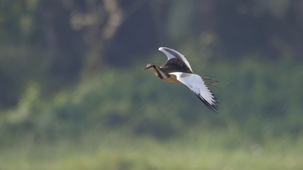 fasanbladhøne - ML646175669